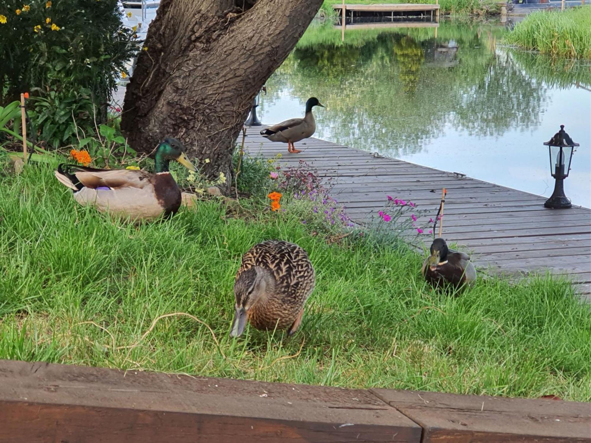 River Cottage Stoke Ferry Esterno foto